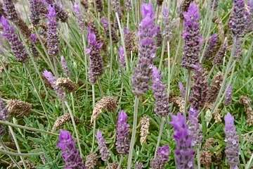Día Internacional de la Madre Tierra: 50 años de concienciación (Foto TA)