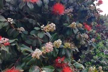 Día Internacional de la Madre Tierra: 50 años de concienciación (Foto TA)