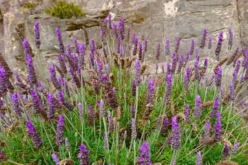 Día Internacional de la Madre Tierra: 50 años de concienciación (Foto TA)
