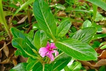 Día Internacional de la Madre Tierra: 50 años de concienciación (Foto TA)
