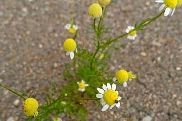 Día Internacional de la Madre Tierra: 50 años de concienciación (Foto TA)
