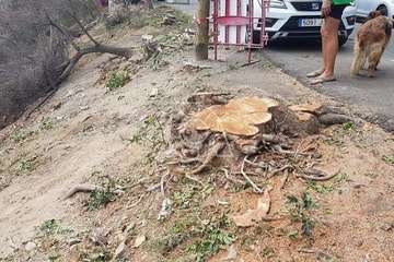 Intervención polémica de Parques y Jardines en Marpequeña (Foto TA)