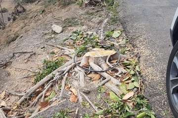 Intervención polémica de Parques y Jardines en Marpequeña (Foto TA)
