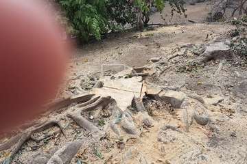 Intervención polémica de Parques y Jardines en Marpequeña (Foto TA)