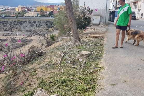 Intervención polémica de Parques y Jardines en Marpequeña (Foto TA)