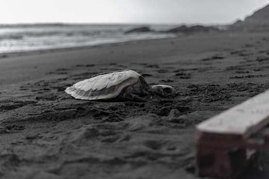 La tortuga muerta hallada por el fotógrato freelance Raúl Melián, Rahulk, autor de la foto cedida a TELDEACTUALIDAD