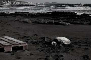 La tortuga muerta hallada por el fotógrato freelance Raúl Melián, Rahulk, autor de la foto cedida a TELDEACTUALIDAD