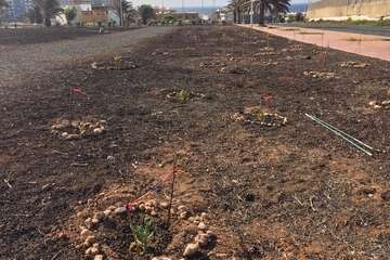 Trabajos de plantación realizados en el solar de la urbanización Costa Jardín (Foto TA)