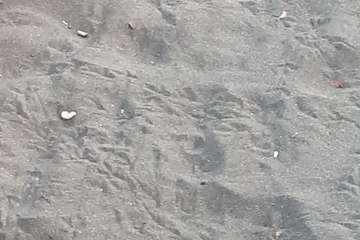 Las playas de Telde, sin una limpieza profunda de sus arenales (Foto TA)