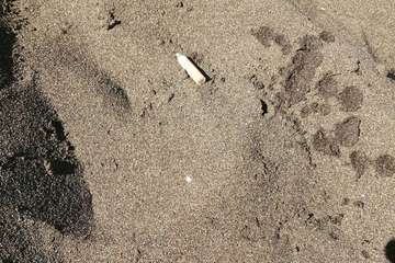 Las playas de Telde, sin una limpieza profunda de sus arenales (Foto TA)