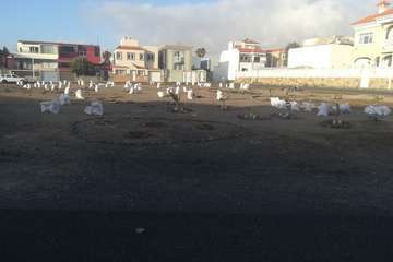 El proyecto Barrios Verde, de Melenara, se planta en San Borondón (Foto TA)