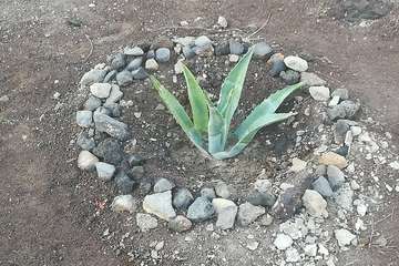 El proyecto Barrios Verde, de Melenara, se planta en San Borondón (Foto TA)
