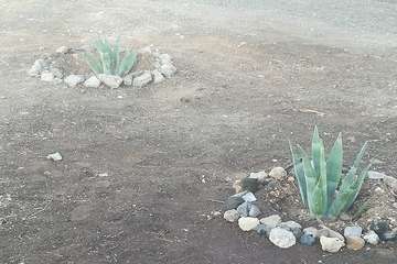 El proyecto Barrios Verde, de Melenara, se planta en San Borondón (Foto TA)