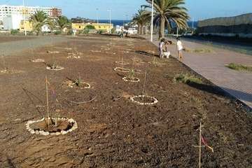 El proyecto Barrios Verde, de Melenara, se planta en San Borondón (Foto TA)