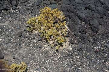 Bella y natural escenografía (Foto Jesús Ruiz Mesa)