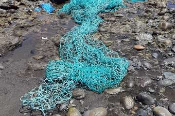 El Cabildo cura en Taliarte a una tortuga de 38 kilos (Foto TA)