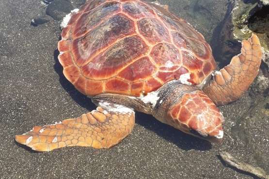 El Cabildo cura en Taliarte a una tortuga de 38 kilos (Foto TA)
