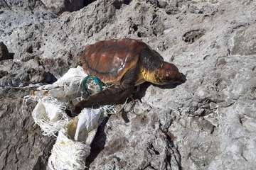 El Cabildo cura en Taliarte a una tortuga de 38 kilos (Foto TA)