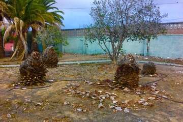 Parques y Jardines planta un centenar de árboles en La Majadilla (Foto TA)