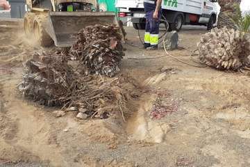 Parques y Jardines planta un centenar de árboles en La Majadilla (Foto TA)