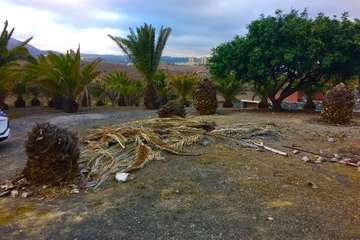 Parques y Jardines planta un centenar de árboles en La Majadilla (Foto TA)