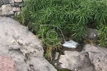 Vertido de aguas residuales en los riscos de Taliarte a través  de un colector de aguas pluviales/TA.