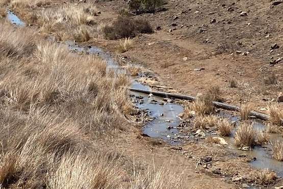 Un vertido de aguas fecales contamina el barranquillo de Ojos de Garza/TA.