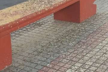 Las tórtolas le ganan la partida a Parques y Jardines en Salinetas y los vecinos exigen soluciones definitivas/TA.