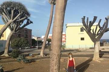 Regada comunitaria para salvar el dragonal de Salinetas/TA.