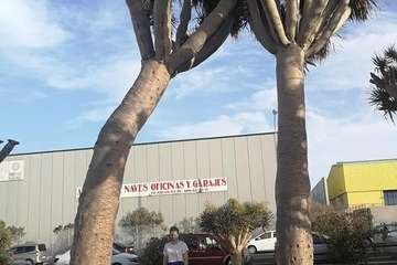 Regada comunitaria para salvar el dragonal de Salinetas/TA.