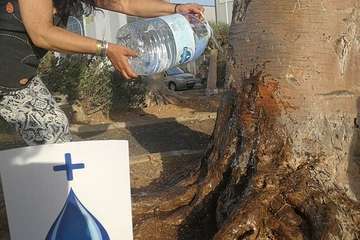 Regada comunitaria para salvar el dragonal de Salinetas/TA.