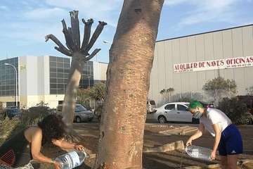 Regada comunitaria para salvar el dragonal de Salinetas/TA.