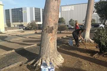 Regada comunitaria para salvar el dragonal de Salinetas/TA.