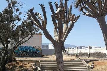 Regada comunitaria para salvar el dragonal de Salinetas/TA.