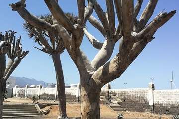 Regada comunitaria para salvar el dragonal de Salinetas/TA.