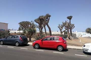Regada comunitaria para salvar el dragonal de Salinetas/TA.