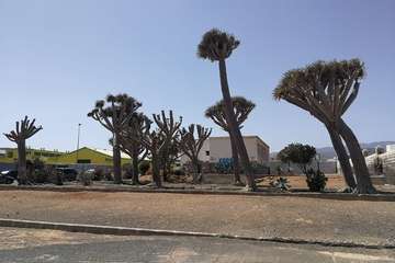 Regada comunitaria para salvar el dragonal de Salinetas/TA.