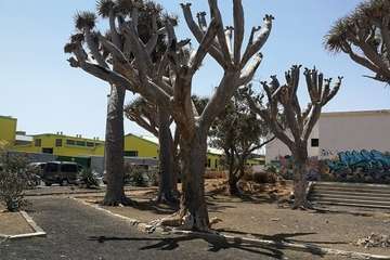 Regada comunitaria para salvar el dragonal de Salinetas/TA.