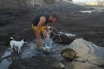 Una tortuga 'encalla' en los riscos de Clavellinas/TA.