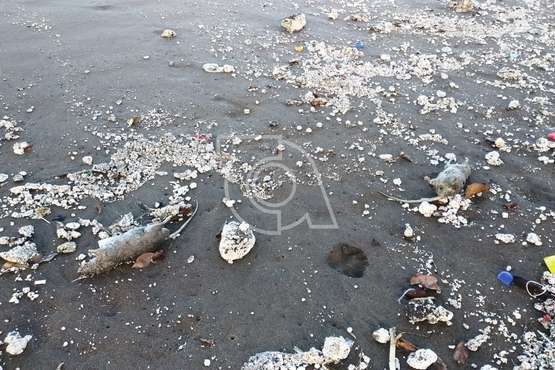La orilla de Playa del Hombre, cubierta por un manto de roedores muertos y residuos malolientes/TA.