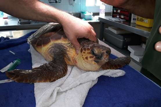  Una tortuga, que se recupera en Taliarte, es asistida en una cámara hiperbárica en un tratamiento sin precedentes en Canarias/TA.