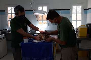  Una tortuga, que se recupera en Taliarte, es asistida en una cámara hiperbárica en un tratamiento sin precedentes en Canarias/TA.