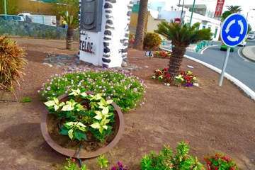 Plantación de flores de Pascua en jardines, rotondas y parterres públicos de Telde/TA.