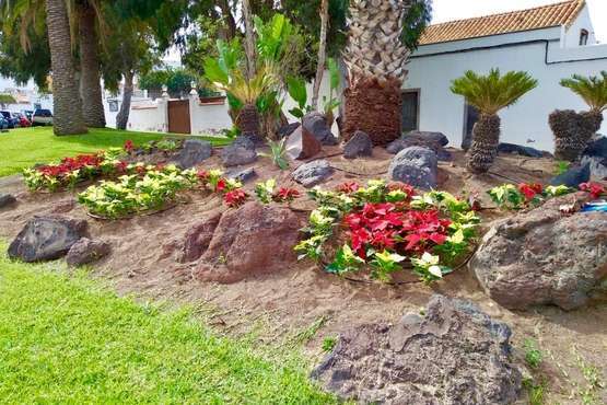 Plantación de flores de Pascua en jardines, rotondas y parterres públicos de Telde/TA.