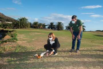 Un hermoso tarro canelo recupera el vuelo en Telde/TA.