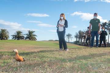 Un hermoso tarro canelo recupera el vuelo en Telde/TA.