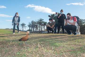 Un hermoso tarro canelo recupera el vuelo en Telde/TA.