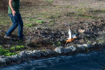 Un hermoso tarro canelo recupera el vuelo en Telde/TA.