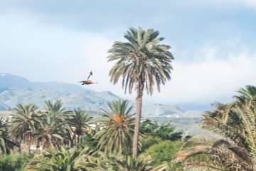 Un hermoso tarro canelo recupera el vuelo en Telde/TA.