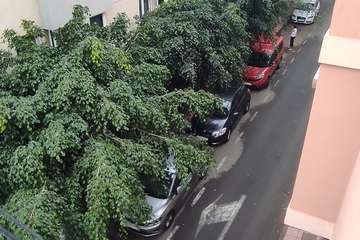 Estado de los árboles en calles de La Montañeta de El Calero Bajo-Telde/TA.